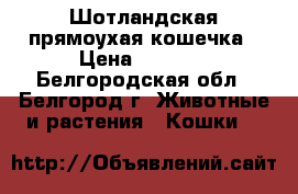 Шотландская прямоухая кошечка › Цена ­ 3 000 - Белгородская обл., Белгород г. Животные и растения » Кошки   